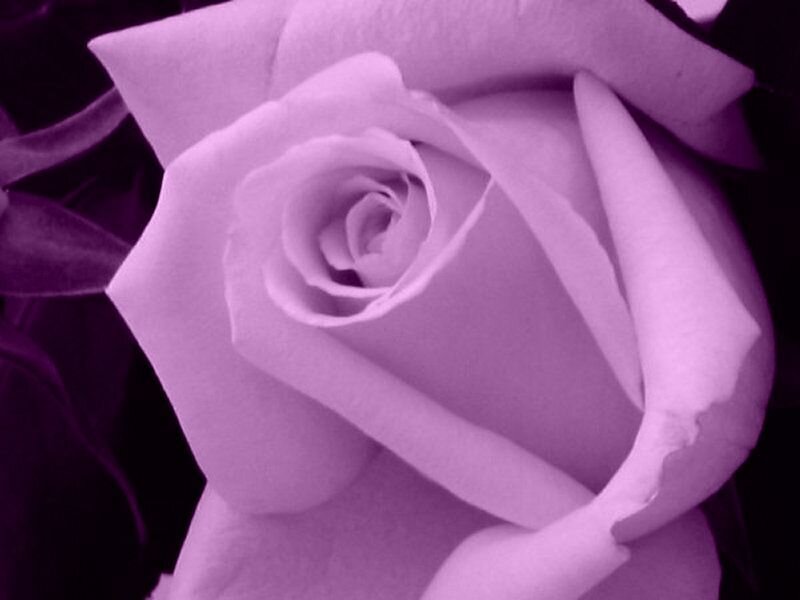 purple rose close-up