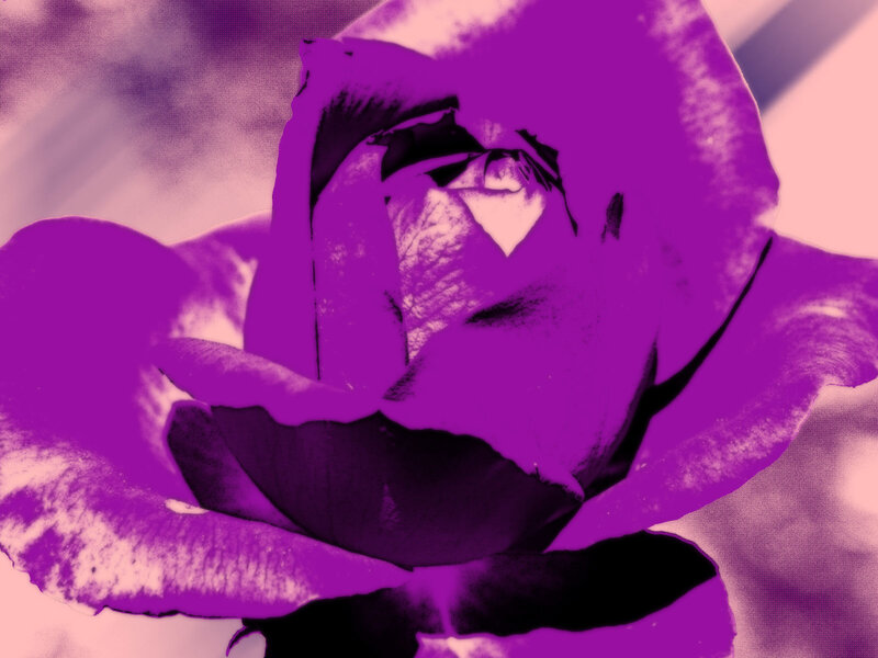 purple rose close-up