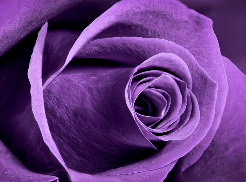 Purple Rose Close-up — Calm, Photograph