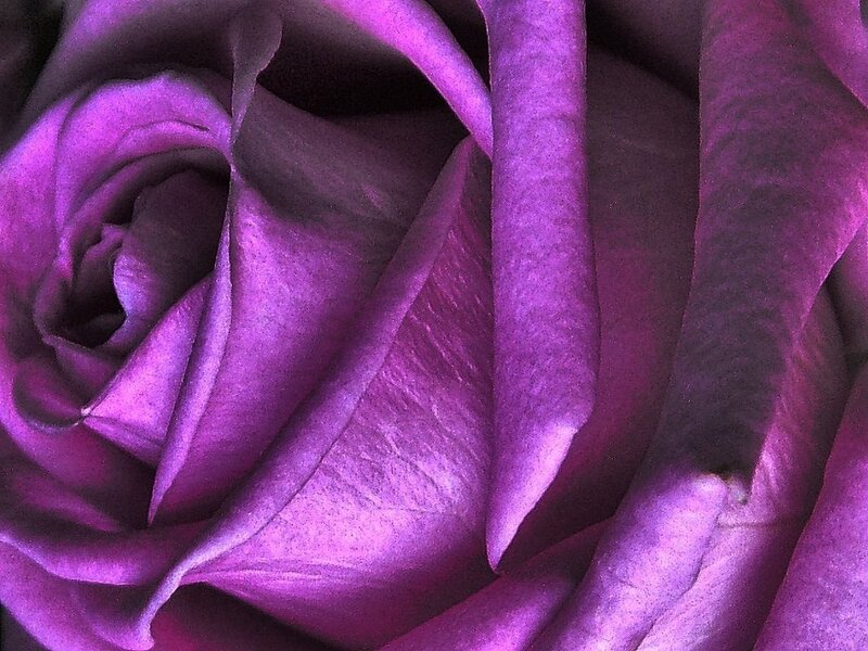 Purple Rose Close-up — Calm