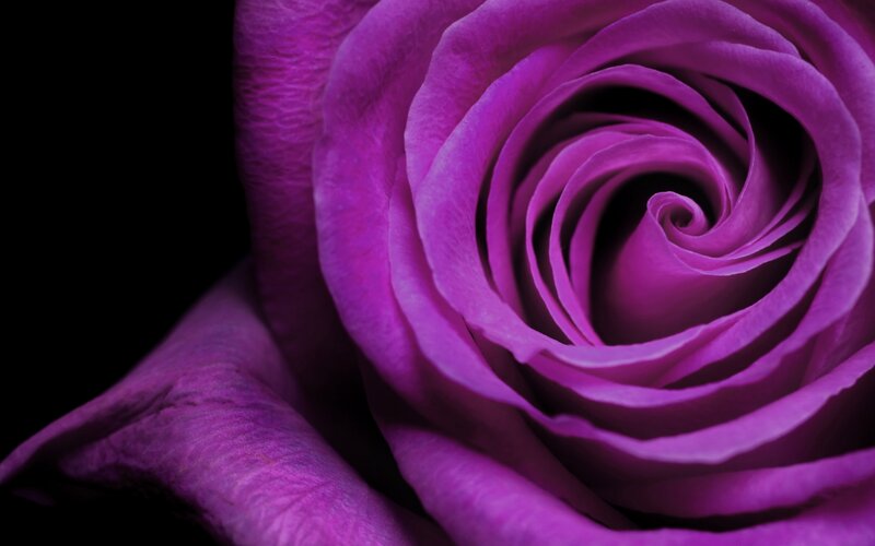 Purple Rose Close-up — Dramatic, Photograph, Petals, Black Background