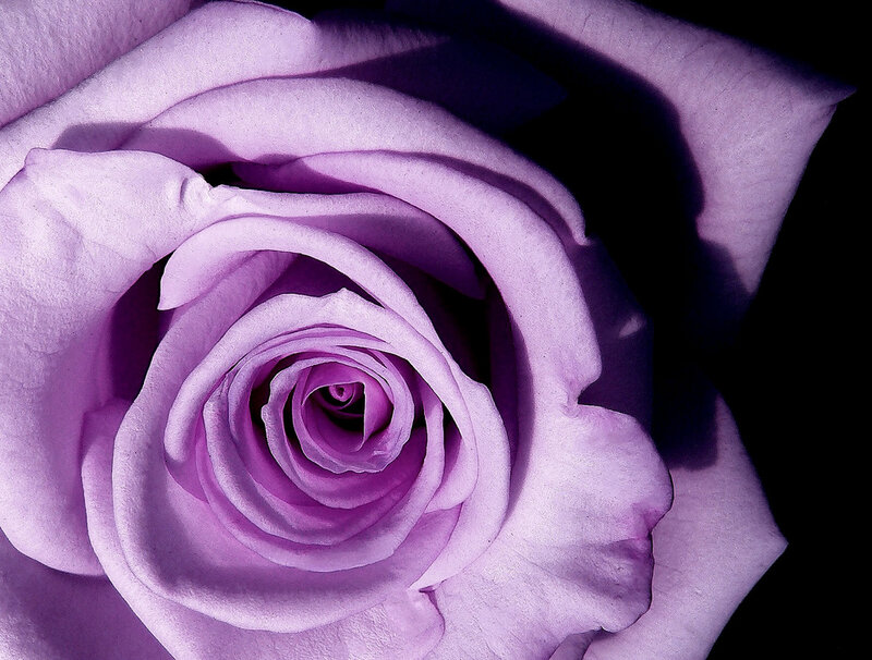 Purple Rose Close-up — Dramatic, Photograph