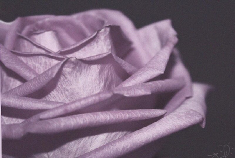 Purple Rose Close-up — Dramatic