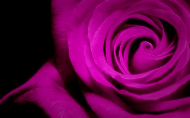 Purple Rose Close-up — Magenta