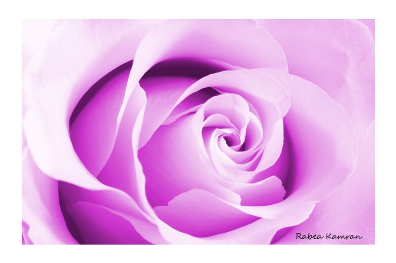 Purple Rose Close-up — Serene, Photograph, Petals