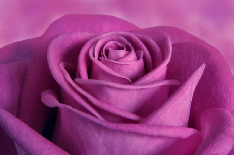 Purple Rose Close-up — Serene, Photograph