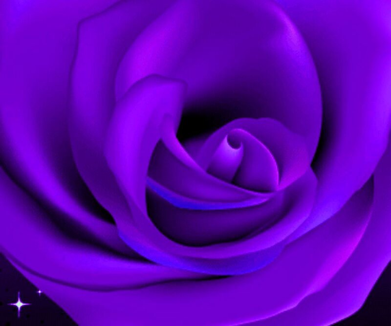 Purple Rose Close-up — Serene
