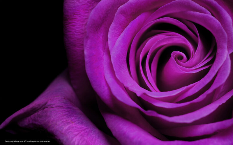 Purple rose close-up