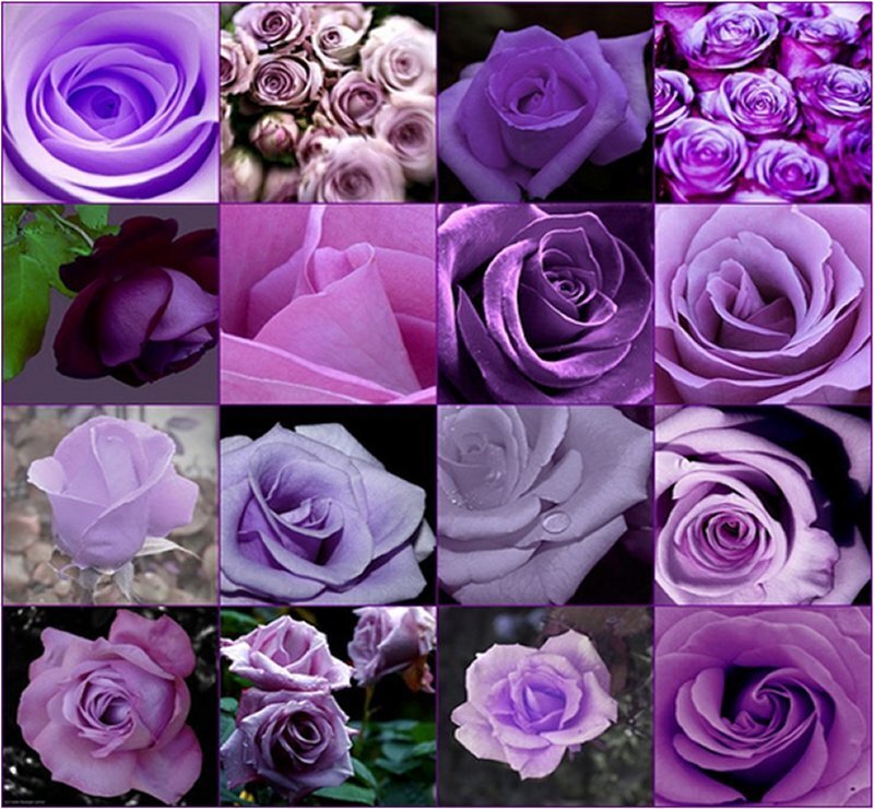 Purple Rose Collage