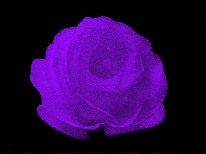 Purple Rose — Dramatic