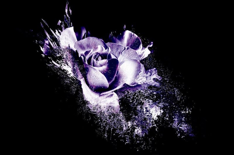 Purple Rose Explosion