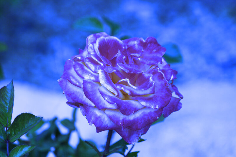Purple Rose Flower — Blue