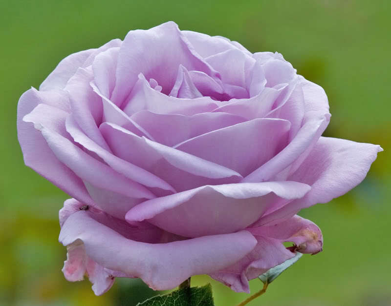 Purple Rose Flower — Calm, Afternoon, Photograph, Green Leaves, Stem