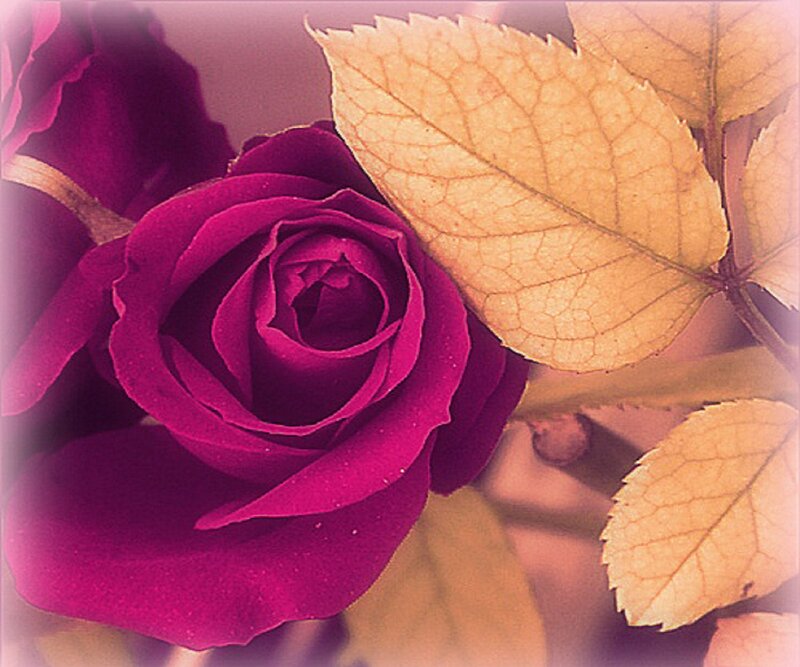 Purple Rose Flower — Calm, Autumn