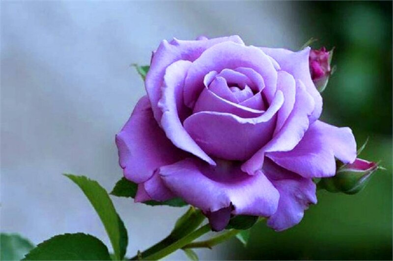 Purple Rose Flower — Calm, Photograph, Bud, Leaf