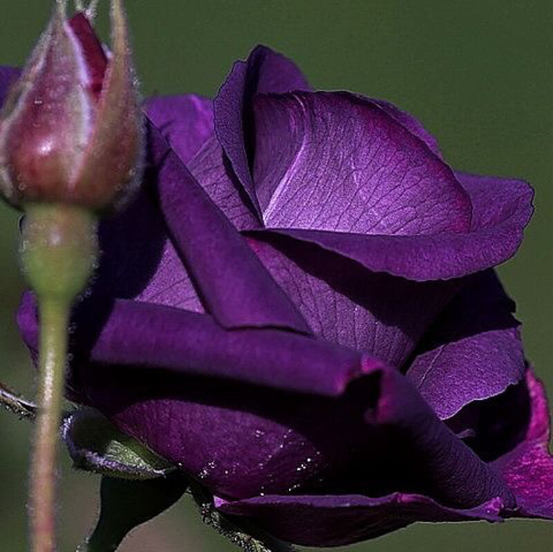Purple Rose Flower — Calm, Photograph, Bud, Stem