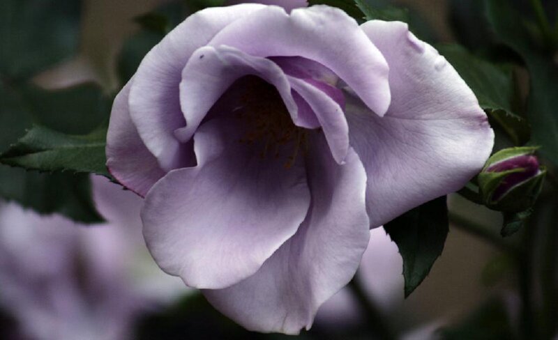 Purple Rose Flower — Calm, Photograph, Bud