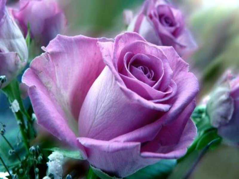 Purple Rose Flower — Calm, Photograph, Buds