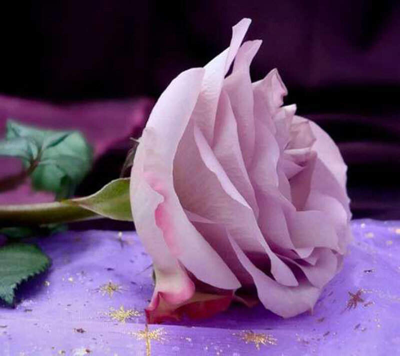 Purple Rose Flower — Calm, Photograph, Green Leaf, Stem