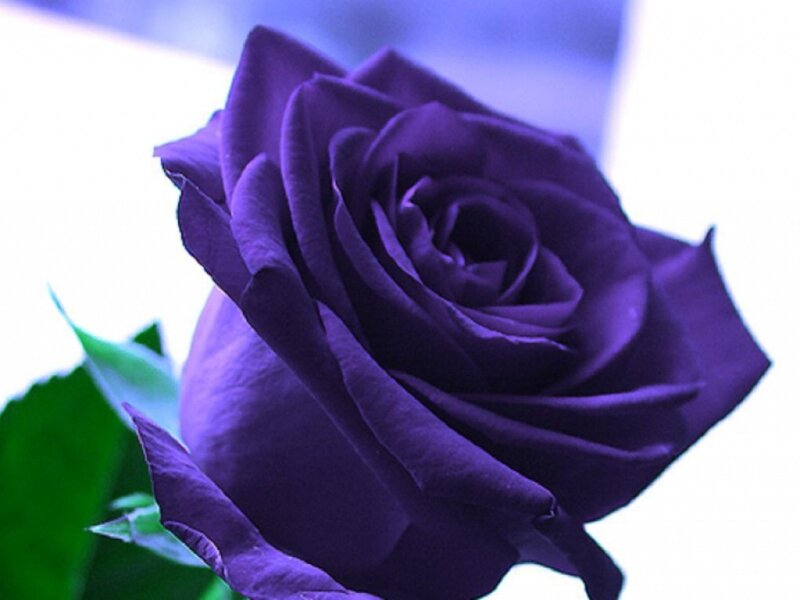 Purple Rose Flower — Calm, Photograph, Green Leaf