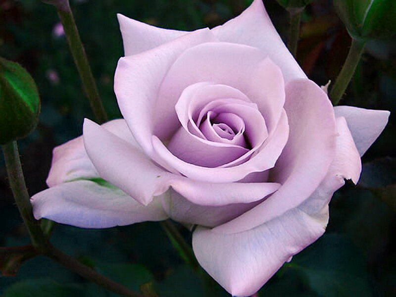 Purple Rose Flower — Calm, Photograph, Green Leaves, Bud