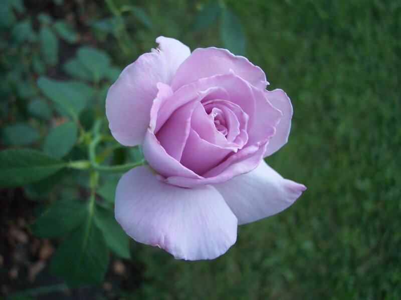 Purple Rose Flower — Calm, Photograph, Green Leaves, Stem
