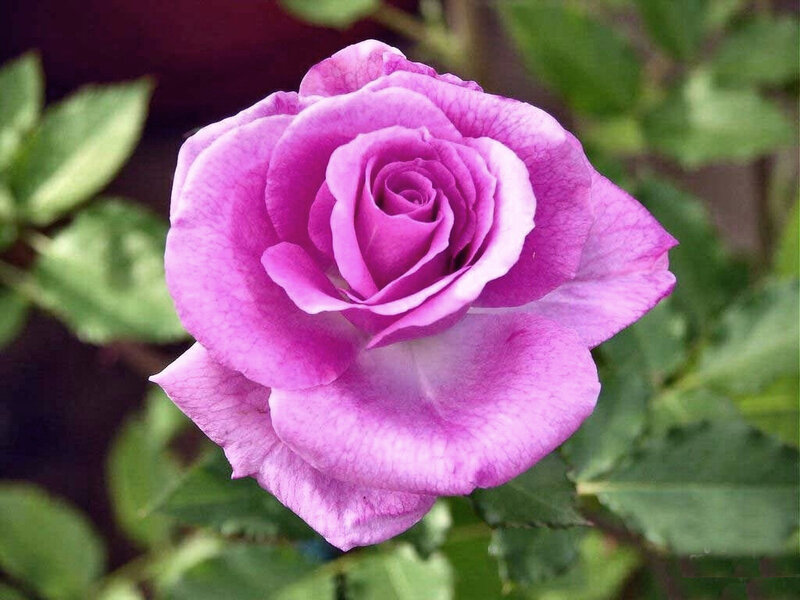Purple Rose Flower — Calm, Photograph, Green Leaves