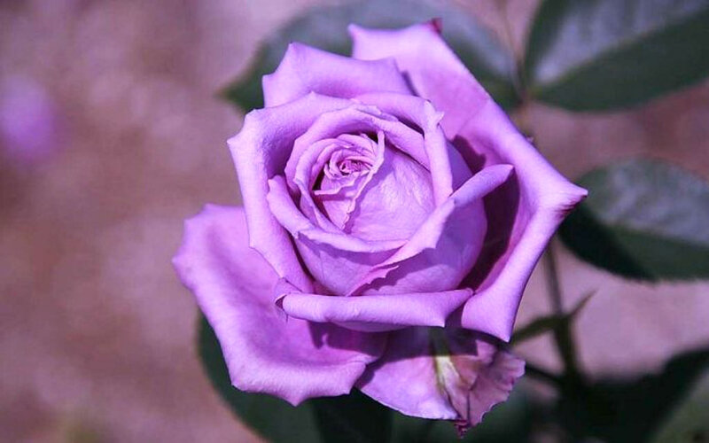Purple Rose Flower — Calm, Photograph, Leaf, Bud
