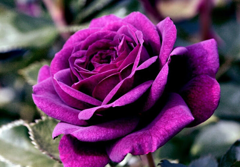 Purple Rose Flower — Calm, Photograph, Leaf