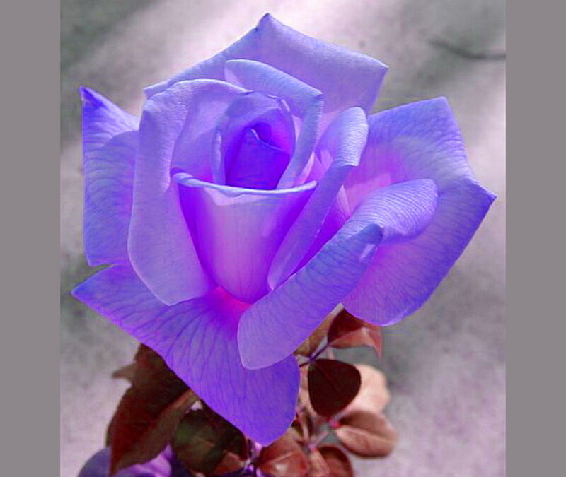 Purple Rose Flower — Calm, Photograph, Leaves