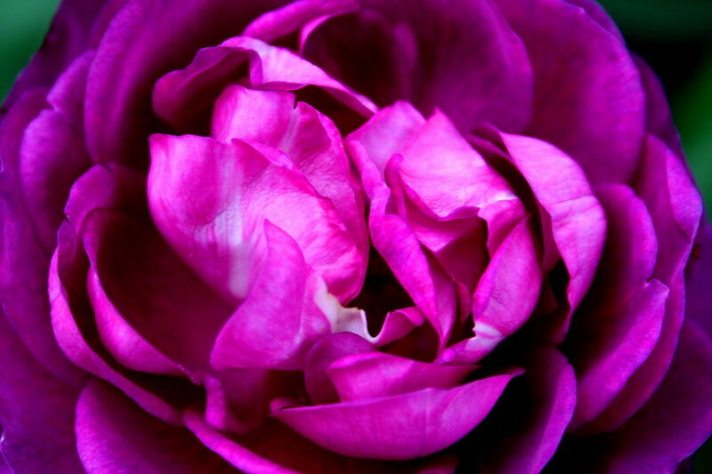 Purple Rose Flower — Calm, Photograph, Petals, Green Background