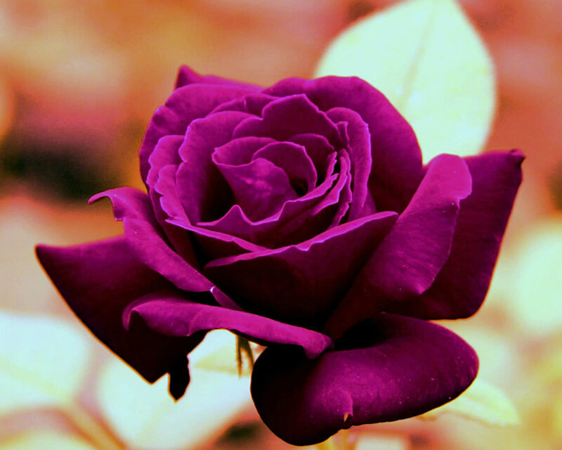 Purple Rose Flower — Calm, Photograph, Petals, Leaf