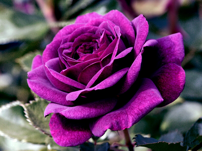 Purple Rose Flower — Calm, Photograph, Petals, Leaves