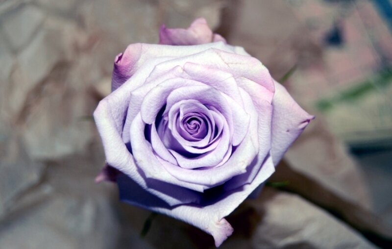 Purple Rose Flower — Calm, Photograph, Petals, Stem