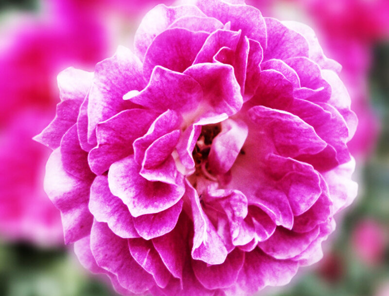 Purple Rose Flower — Calm, Photograph, Petals