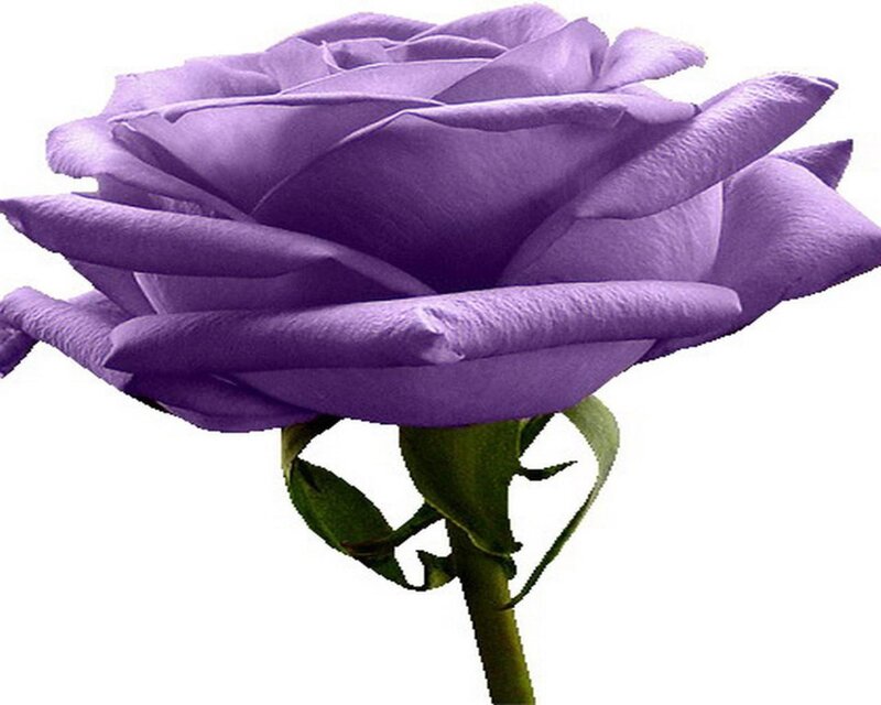 Purple Rose Flower — Calm, Photograph, Stem, Leaf