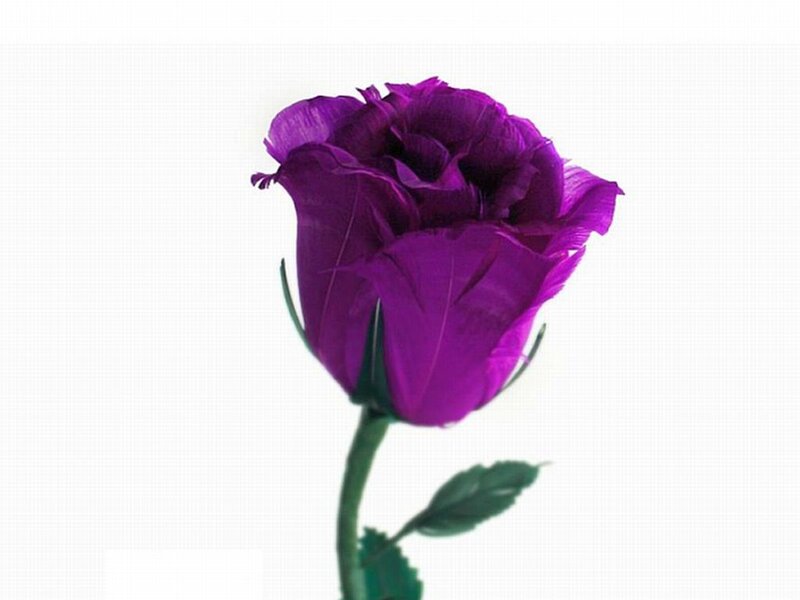Purple Rose Flower — Calm, Photograph, Stem