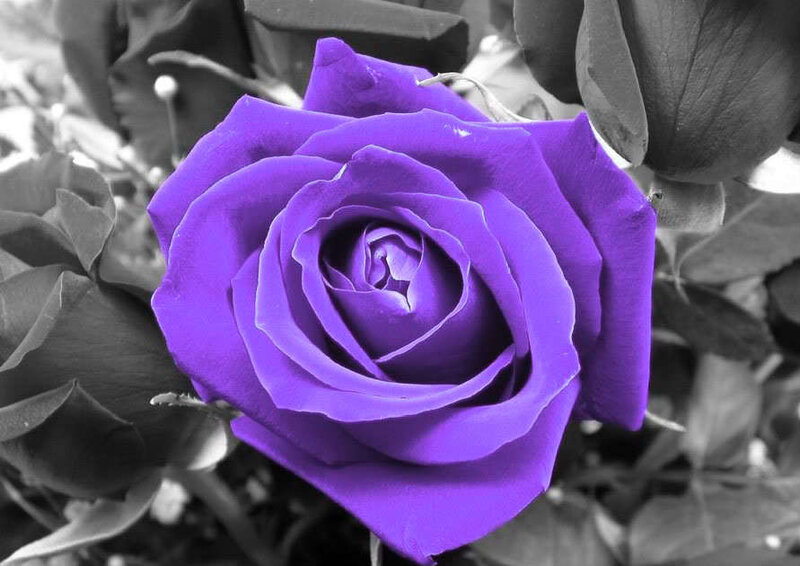 Purple Rose Flower — Calm, Photograph