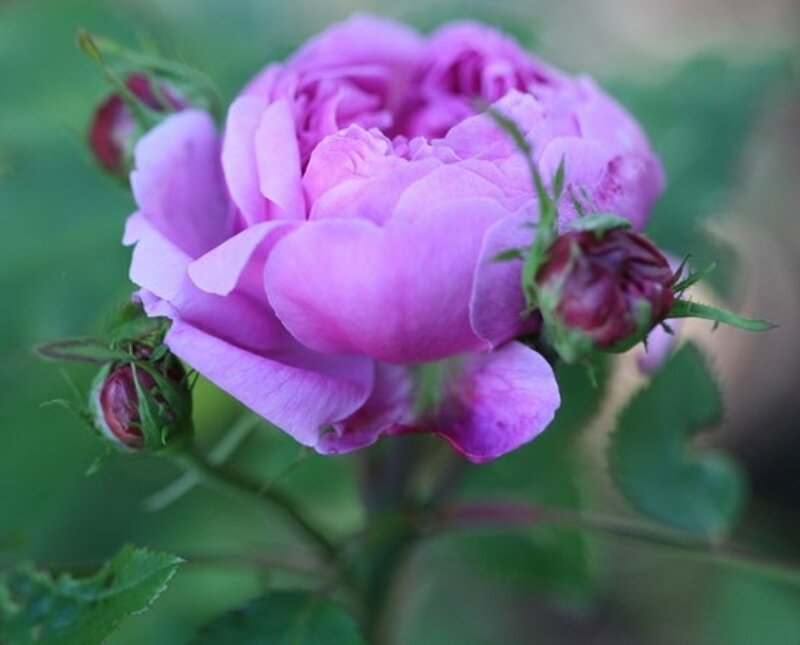 Purple Rose Flower — Calm, Spring, Photograph, Buds