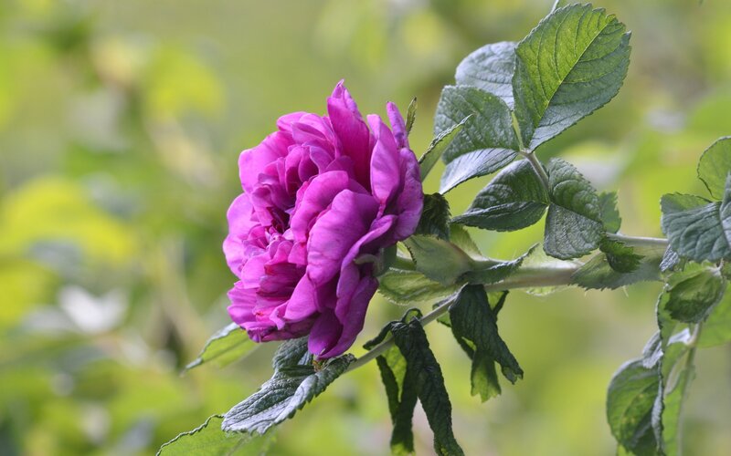 Purple Rose Flower — Calm, Spring, Photograph