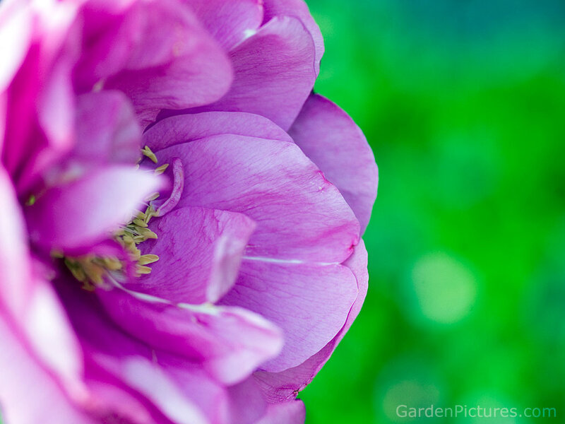 Purple Rose Flower — Calm, Spring