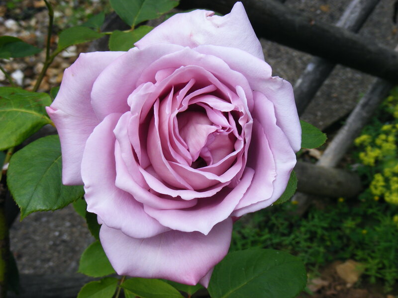 Purple Rose Flower — Calm, Summer