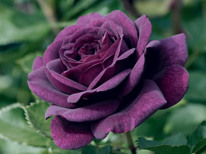 Purple Rose Flower — Calm