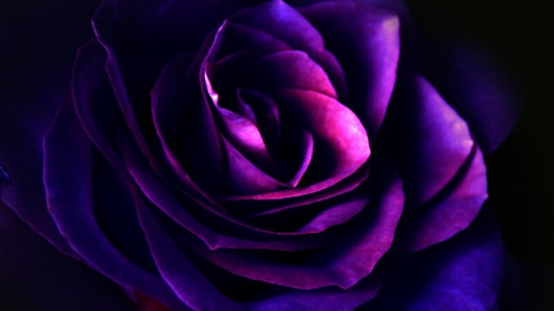 Purple Rose Flower — Dark