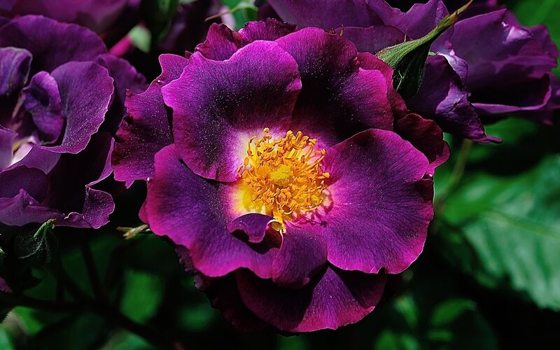 Purple Rose Flower — Dramatic, Afternoon