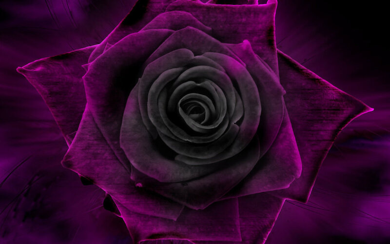 Purple Rose Flower — Dramatic, Digital Art, Petals