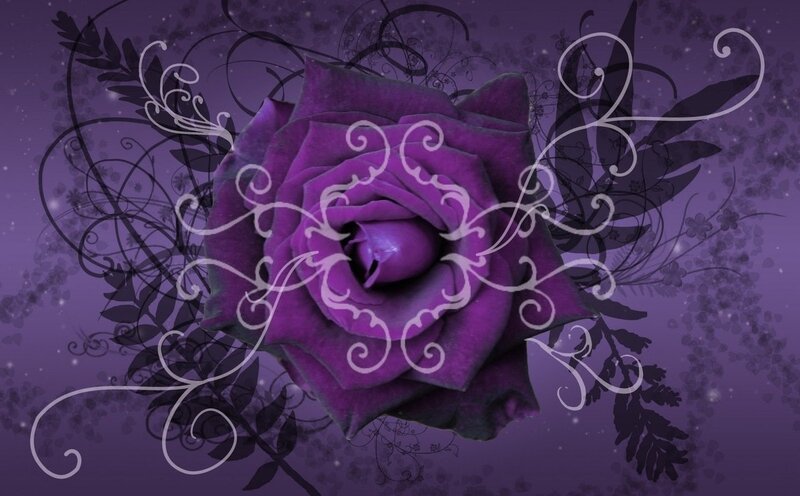 Purple Rose Flower — Dramatic, Digital Art
