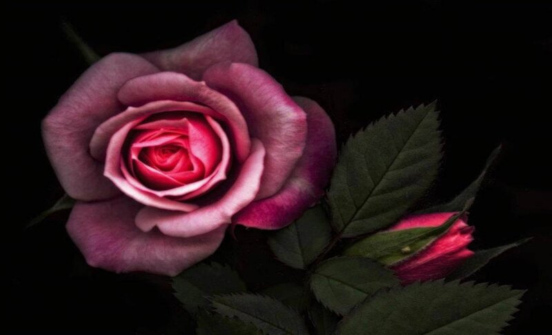 Purple Rose Flower — Dramatic, Night, Photograph, Bud, Leaves