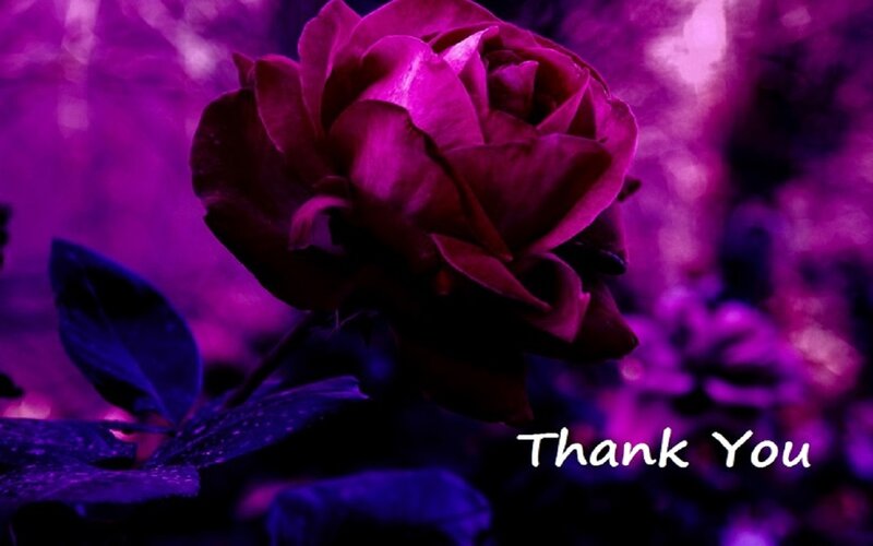 Purple Rose Flower — Dramatic, Night, Photograph, Leaf, Text