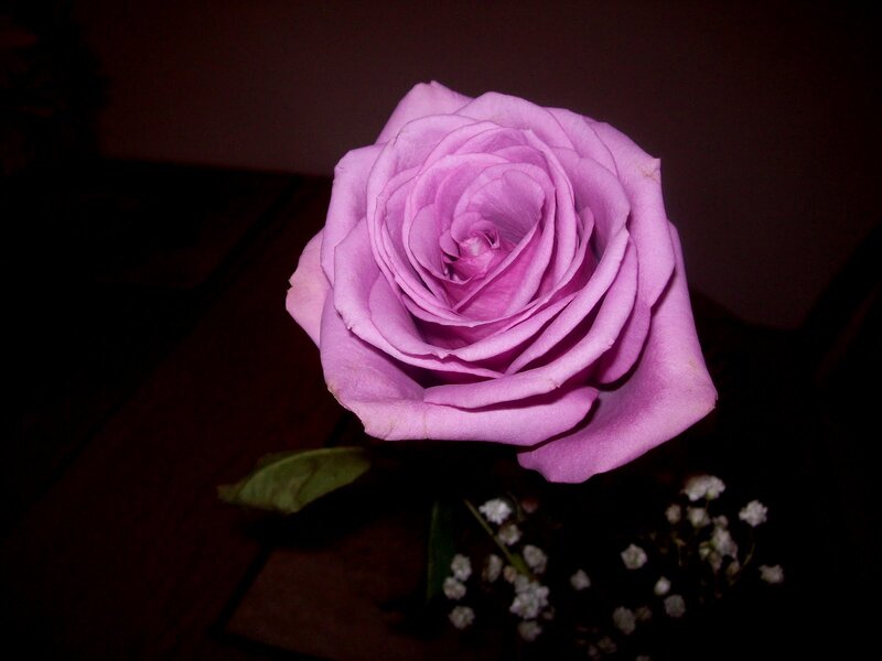 Purple Rose Flower — Dramatic, Night, Photograph, Leaf